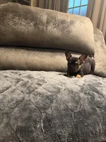 Busy Bee Beatrice, a female French Bulldog for sale in Mesa, AZ – Photo 5 of 6