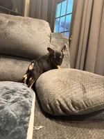 Busy Bee Beatrice, a female French Bulldog for sale in Mesa, AZ – Photo 3 of 6