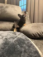 Busy Bee Beatrice, a female French Bulldog for sale in Mesa, AZ – Photo 2 of 6