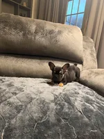 Busy Bee Beatrice, a female French Bulldog for sale in Mesa, AZ – Photo 6 of 6