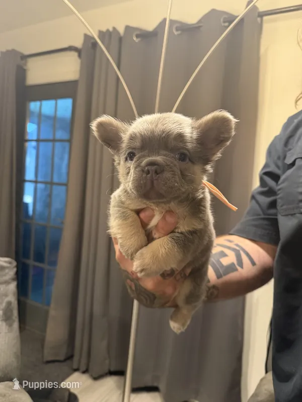 Fluffy Pink – French Bulldog puppy for sale in Mesa, AZ
