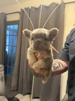 Fluffy Pink, a female French Bulldog for sale in Mesa, AZ – 1 of 5