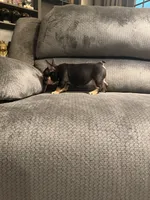 Blk tri female, a female French Bulldog for sale in Mesa, AZ – 3 of 5