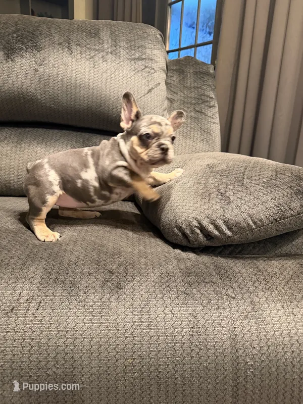 Black merle girl, a female French Bulldog for sale in Mesa, AZ – 1 of 7