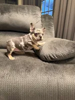 Black merle girl, a female French Bulldog for sale in Mesa, AZ – 1 of 7