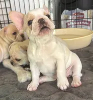 Pied cream, a female French Bulldog for sale in Mesa, AZ – 3 of 4