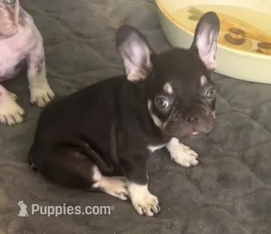 Black tri male – French Bulldog puppy for sale in Mesa, AZ