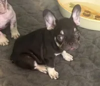 Black tri male, a male French Bulldog for sale in Mesa, AZ – 1 of 3