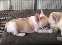 Pied cream, a female French Bulldog for sale in Mesa, AZ – 4 of 4