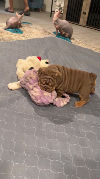 Choc Boy, a male English Bulldog for sale in Mesa, AZ – 7 of 7