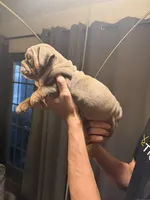 Girl2, a female English Bulldog for sale in Mesa, AZ – 5 of 6