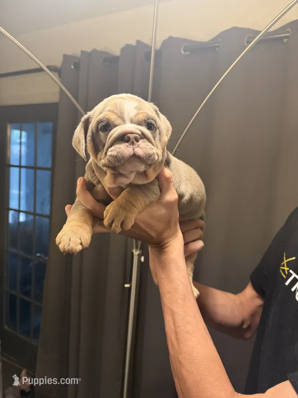 Girl2 – English Bulldog puppy for sale in Mesa, AZ