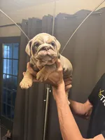 Girl2, a female English Bulldog for sale in Mesa, AZ – 1 of 6