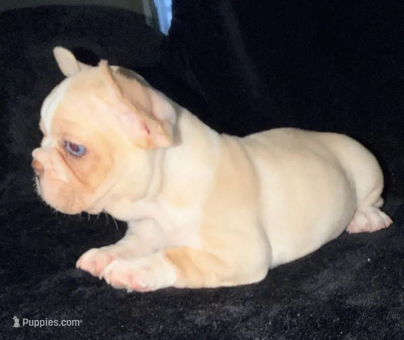 Blue eye cream – French Bulldog puppy for sale in Mesa, AZ