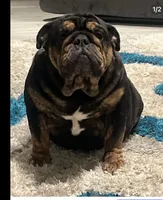 Zuri, a female English Bulldog for sale in Mesa, AZ – 3 of 4