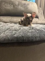 Black Merle Boy, a male French Bulldog for sale in Mesa, AZ – Photo 4 of 5