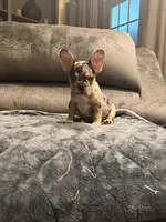 Black Merle Boy, a male French Bulldog for sale in Mesa, AZ – Photo 2 of 5