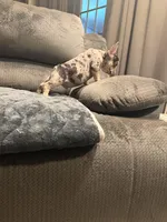 Black Merle Boy, a male French Bulldog for sale in Mesa, AZ – Photo 5 of 5