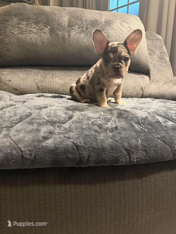 Black Merle Boy – French Bulldog puppy for sale in Mesa, AZ