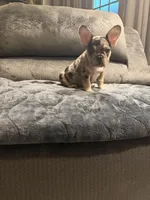 Black Merle Boy, a male French Bulldog for sale in Mesa, AZ – Photo 1 of 5