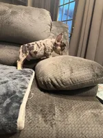 Black Merle Boy, a male French Bulldog for sale in Mesa, AZ – Photo 3 of 5