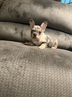 Black merle girl, a female French Bulldog for sale in Mesa, AZ – 2 of 7