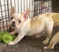 Pied cream, a female French Bulldog for sale in Mesa, AZ – 2 of 4