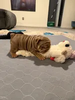 Choc Boy, a male English Bulldog for sale in Mesa, AZ – 2 of 7