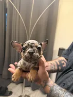 Green collar, a male French Bulldog for sale in Mesa, AZ – 1 of 5