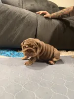 Choc Boy, a male English Bulldog for sale in Mesa, AZ – 5 of 7