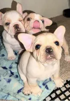 Cream male, a male French Bulldog for sale in Mesa, AZ – 3 of 4