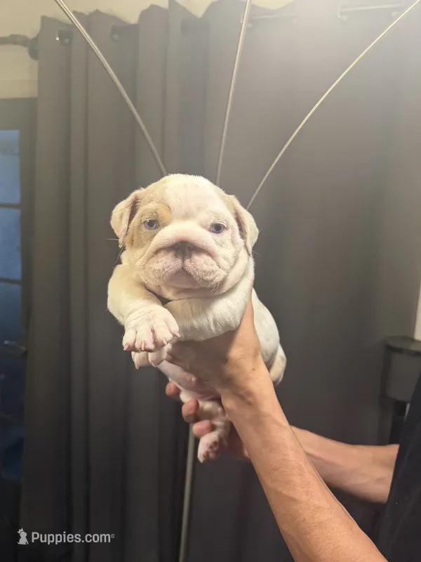 Girl3 – English Bulldog puppy for sale in Mesa, AZ
