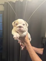 Girl3, a female English Bulldog for sale in Mesa, AZ – 1 of 5