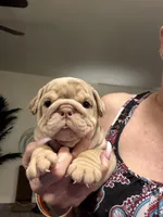 Girly, a female English Bulldog for sale in Mesa, AZ – Photo 1 of 7