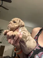 Girly, a female English Bulldog for sale in Mesa, AZ – Photo 2 of 7