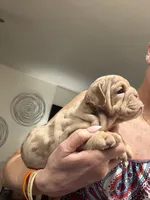 Girly, a female English Bulldog for sale in Mesa, AZ – Photo 3 of 7