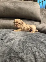 Girly, a female English Bulldog for sale in Mesa, AZ – Photo 5 of 7