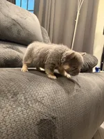 Fluffy Pink, a female French Bulldog for sale in Mesa, AZ – 3 of 5