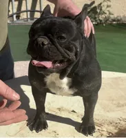 Black iris, a female French Bulldog for sale in Mesa, AZ – 1 of 3