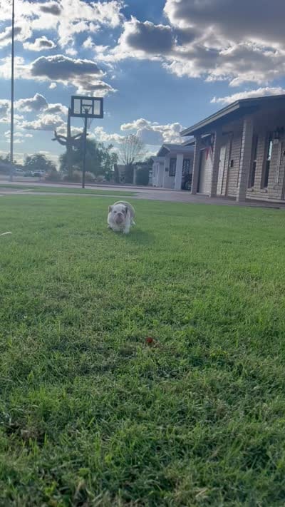 Girl3, a female English Bulldog for sale in Mesa, AZ – 7 of 7