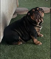 Zuri, a female English Bulldog for sale in Mesa, AZ – 4 of 4