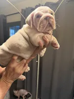 Girl 1, a female English Bulldog for sale in Mesa, AZ – 3 of 6