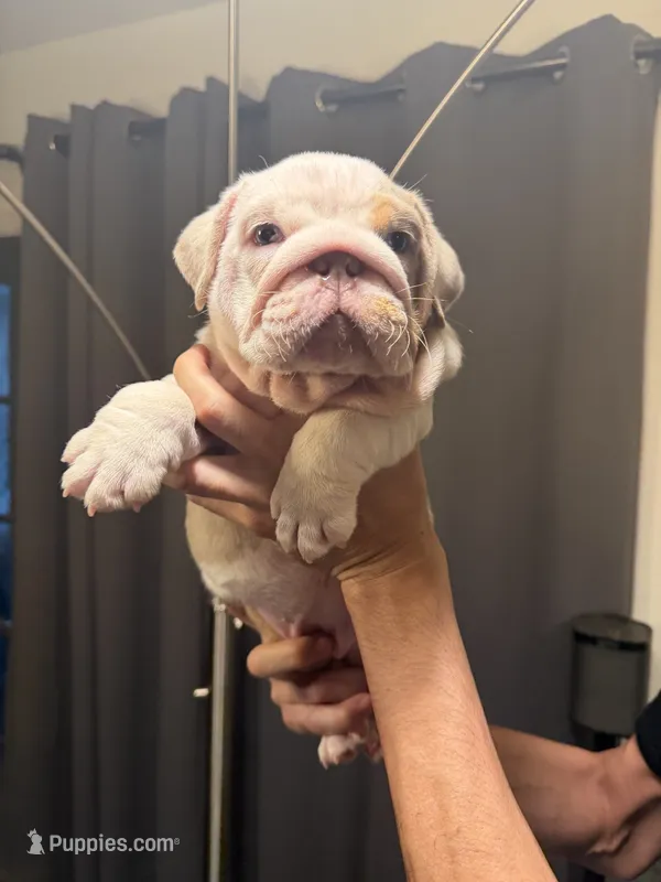 Girl 1 – English Bulldog puppy for sale in Mesa, AZ