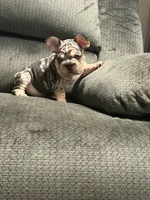 Velvet French Bulldog, a male French Bulldog for sale in Mesa, AZ – 3 of 7