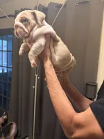 Girl 1, a female English Bulldog for sale in Mesa, AZ – 2 of 6