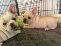 Cream male, a male French Bulldog for sale in Mesa, AZ – 4 of 4