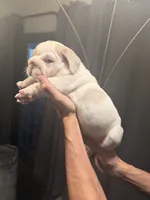 Girl3, a female English Bulldog for sale in Mesa, AZ – 3 of 5