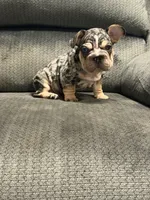 Velvet black Merle boy, a male French Bulldog for sale in Mesa, AZ – 5 of 8