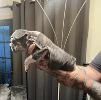 Velvet2, a male French Bulldog for sale in Mesa, AZ – Photo 4 of 4