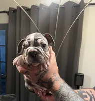 Velvet2, a male French Bulldog for sale in Mesa, AZ – Photo 1 of 4